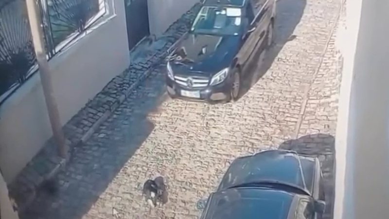 Tentoi t&euml; shtypte me makin&euml; nj&euml; qen, policia e Kor&ccedil;&euml;s