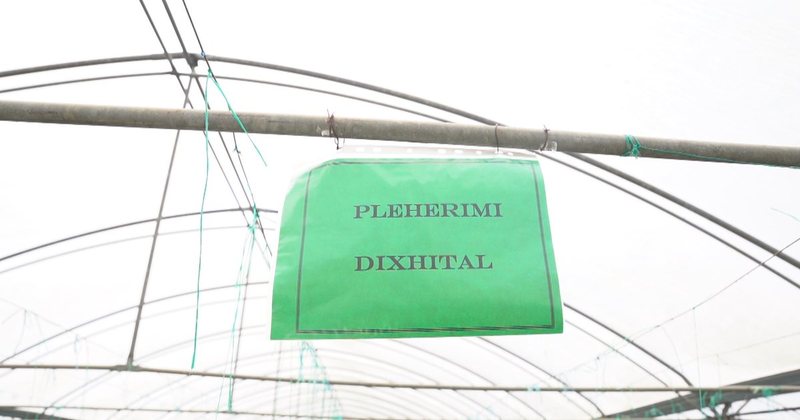Gati ngritja e &ldquo;urdhrit&rdquo;, Qeveria do t&euml; vendos&euml; licencim
